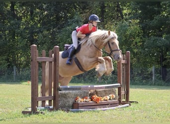 Trekpaard, Ruin, 5 Jaar, 168 cm, Palomino