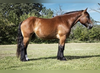 Trekpaard Mix, Ruin, 5 Jaar, 168 cm, Roodbruin