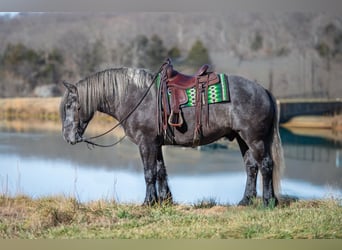 Trekpaard, Ruin, 5 Jaar, 168 cm, Schimmel