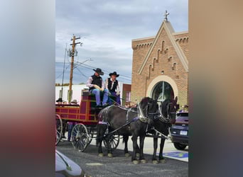 Trekpaard Mix, Ruin, 5 Jaar, 168 cm, Zwart