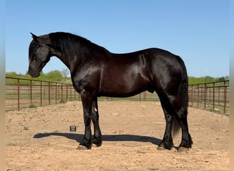 Trekpaard, Ruin, 5 Jaar, 168 cm, Zwart