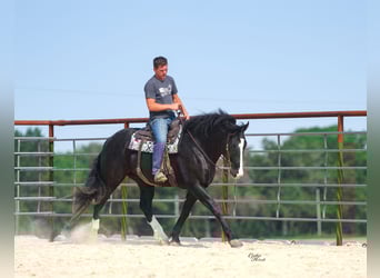 Trekpaard Mix, Ruin, 5 Jaar, 168 cm, Zwart Trekpaard Mix, Ruin, 5 Jaar, 168 cm, Zwart