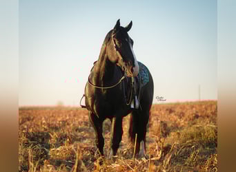 Trekpaard Mix, Ruin, 5 Jaar, 168 cm, Zwart Trekpaard Mix, Ruin, 5 Jaar, 168 cm, Zwart