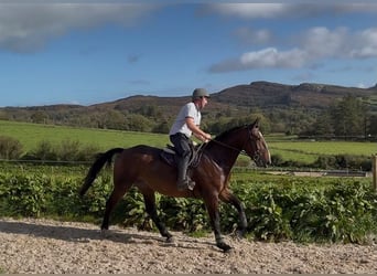 Trekpaard, Ruin, 5 Jaar, 170 cm, Bruin