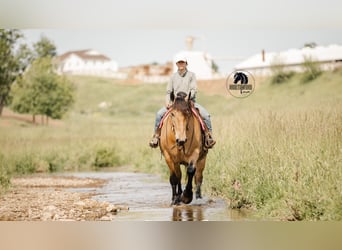 Trekpaard Mix, Ruin, 5 Jaar, 170 cm, Buckskin