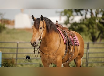 Trekpaard Mix, Ruin, 5 Jaar, 170 cm, Buckskin