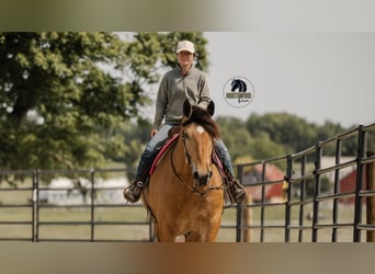 Trekpaard Mix, Ruin, 5 Jaar, 170 cm, Buckskin