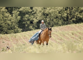 Trekpaard Mix, Ruin, 5 Jaar, 170 cm, Buckskin