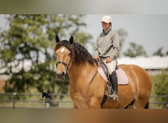 Trekpaard Mix, Ruin, 5 Jaar, 170 cm, Buckskin