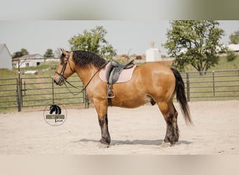 Trekpaard Mix, Ruin, 5 Jaar, 170 cm, Buckskin