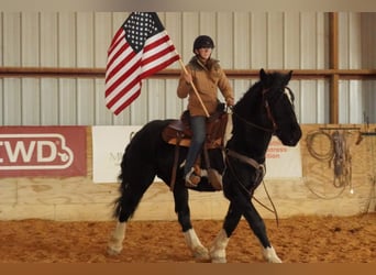 Trekpaard Mix, Ruin, 5 Jaar, 173 cm, Gevlekt-paard