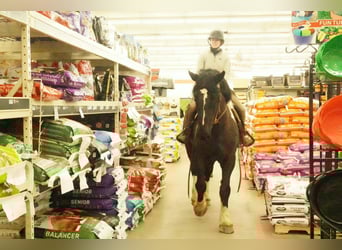 Trekpaard Mix, Ruin, 5 Jaar, 173 cm, Gevlekt-paard