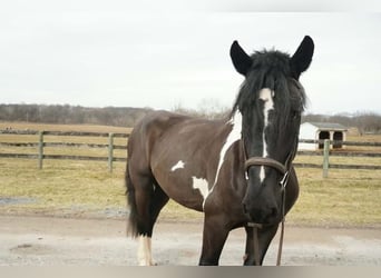 Trekpaard Mix, Ruin, 5 Jaar, 173 cm, Gevlekt-paard
