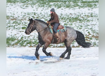 Trekpaard Mix, Ruin, 5 Jaar, 173 cm, Roan-Blue