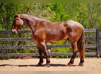 Trekpaard Mix, Ruin, 5 Jaar, 173 cm, Roan-Red