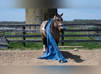 Trekpaard Mix, Ruin, 5 Jaar, Buckskin