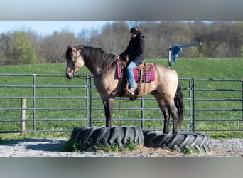 Trekpaard Mix, Ruin, 5 Jaar, Buckskin