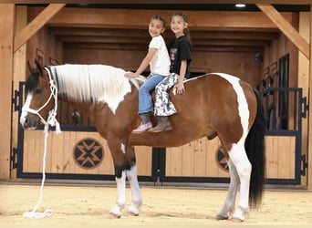 Trekpaard Mix, Ruin, 5 Jaar, Gevlekt-paard