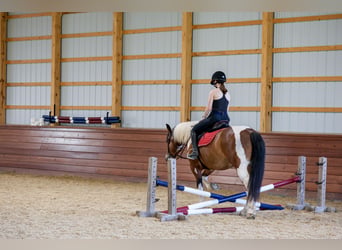 Trekpaard Mix, Ruin, 5 Jaar, Gevlekt-paard