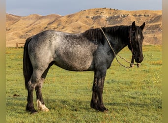 Trekpaard Mix, Ruin, 5 Jaar, Roan-Blue