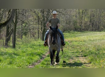 Trekpaard Mix, Ruin, 5 Jaar, Roan-Blue