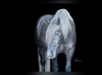 Trekpaard Mix, Ruin, 5 Jaar, Schimmel