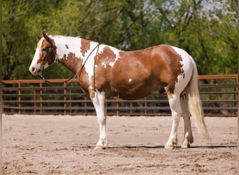 Trekpaard Mix, Ruin, 5 Jaar