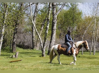 Trekpaard Mix, Ruin, 5 Jaar