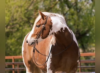 Trekpaard Mix, Ruin, 5 Jaar