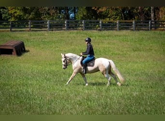 Trekpaard Mix, Ruin, 6 Jaar, 147 cm, Gevlekt-paard