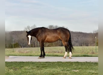 Trekpaard, Ruin, 6 Jaar, 147 cm, Roodbruin