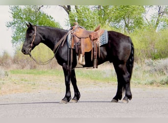 Trekpaard Mix, Ruin, 6 Jaar, 150 cm, Zwart