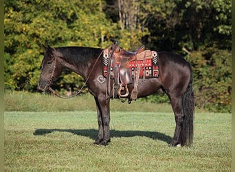 Trekpaard, Ruin, 6 Jaar, 150 cm, Zwart