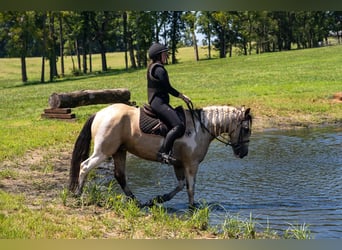 Trekpaard Mix, Ruin, 6 Jaar, 152 cm, Gevlekt-paard