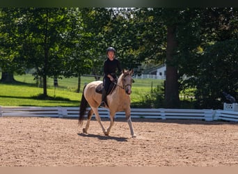 Trekpaard Mix, Ruin, 6 Jaar, 152 cm, Gevlekt-paard