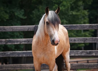 Trekpaard Mix, Ruin, 6 Jaar, 152 cm, Gevlekt-paard
