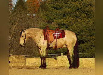 Trekpaard Mix, Ruin, 6 Jaar, 155 cm, Buckskin