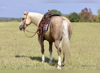 Trekpaard Mix, Ruin, 6 Jaar, 157 cm, Palomino