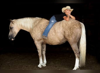 Trekpaard Mix, Ruin, 6 Jaar, 157 cm, Palomino