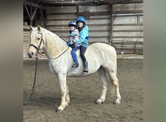 Trekpaard, Ruin, 6 Jaar, 160 cm, Palomino