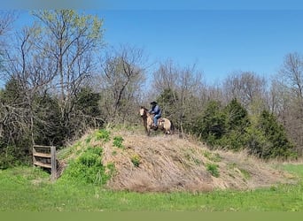 Trekpaard Mix, Ruin, 6 Jaar, 163 cm, Buckskin