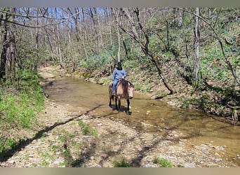 Trekpaard Mix, Ruin, 6 Jaar, 163 cm, Buckskin