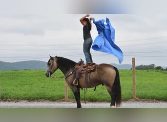 Trekpaard Mix, Ruin, 6 Jaar, 163 cm, Buckskin