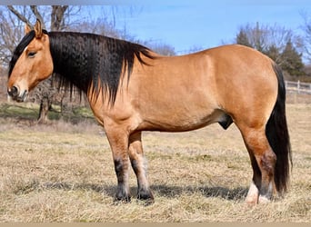 Trekpaard Mix, Ruin, 6 Jaar, 163 cm, Falbe