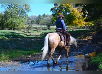 Trekpaard, Ruin, 6 Jaar, 163 cm, Palomino