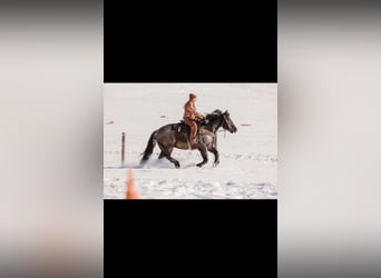 Trekpaard Mix, Ruin, 6 Jaar, 163 cm, Roan-Blue