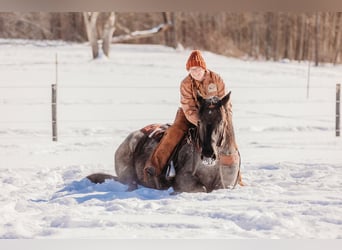 Trekpaard Mix, Ruin, 6 Jaar, 163 cm, Roan-Blue