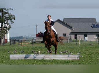 Trekpaard Mix, Ruin, 6 Jaar, 163 cm, Roodvos