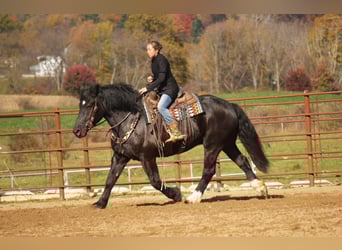 Trekpaard Mix, Ruin, 6 Jaar, 163 cm, Zwart