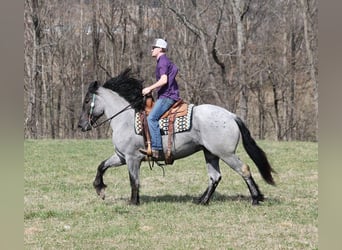 Trekpaard, Ruin, 6 Jaar, 165 cm, Roan-Blue